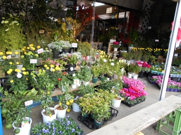 「花新」　（茨城県古河市）の花屋店舗写真2